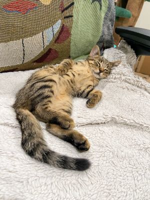 CALCIFER (COURTESY POST) Domestic Short Hair Cat