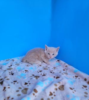 KID (COURTESY POST) Domestic Short Hair Cat