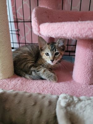 MIA (COURTESY POST) Domestic Short Hair Cat