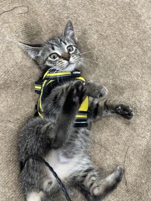 HOWL (COURTESY POST) Domestic Short Hair Cat
