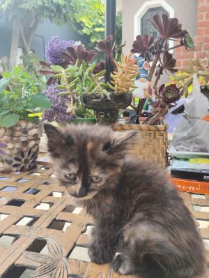TORI (COURTESY POST/PRE ADOPT), Baby Female Domestic Short Hair