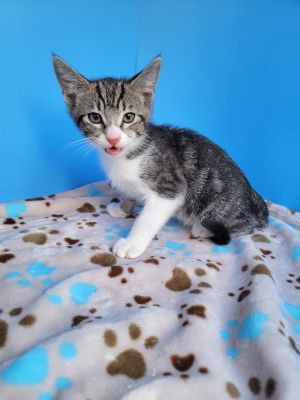 PLAYFUL CURIOUS FRIENDLY House trained TO BE CONSIDERED FOR ADOPTION Please 