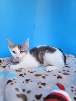 More info coming soon House trained TO BE CONSIDERED FOR ADOPTION Please fill