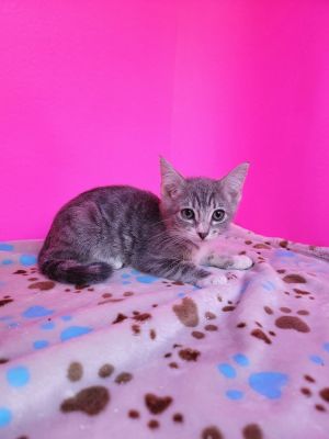 Very sweet curious playful TO BE CONSIDERED FOR ADOPTION Please fill out an 