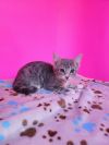 Adeline (courtesy posts) photo 1