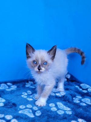 WATCH ME ON IG THEWILDWILDKITTENS CLICK ON MY STORTY HIGHLIGHT TO BE CONSIDERED FOR ADOPTION P
