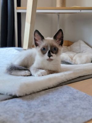 WATCH ME ON IG THEWILDWILDKITTENS CLICK ON MY STORTY HIGHLIGHT Meet Wybe This handsome 3-month-