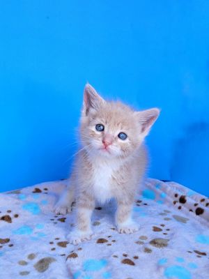Hi im Stevie Im super friendly and playful Im such a happy cat I purr sooo