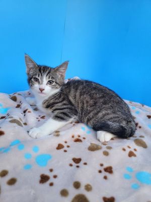 CALM CURIOUS PLAYFUL SWEET More info coming soon House trained TO BE CONSID