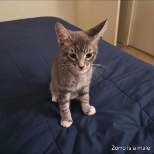 Zorro, Baby Male Tabby
