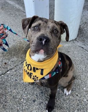 Meet Celia Look how stunning she is Celia is clearly a pit bull mix but we are not sure what