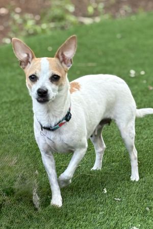 Meet Cassie Sweet Cassie arrived with us with 4 puppies - the Spice Girls Her pups have all found 