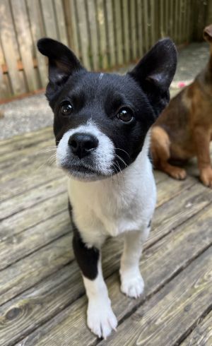 Meet Petey Oh this little guy is sooo cute He is around 4-5 months old and around 12 lbs He