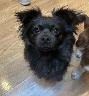 Meet Millie Oh Millie we love you so much Millie was seen being pushed out of a car with two