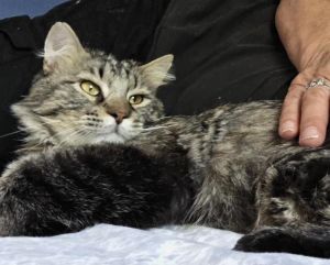 Duncan Titan, Adult Male Domestic Long Hair