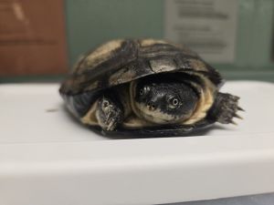 Merv, Adult Female unknown
