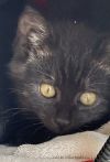 Smokey photo 4