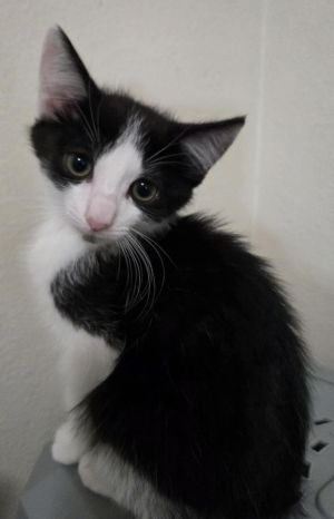 Sully, Baby Male unknown