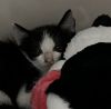 Sully photo 2