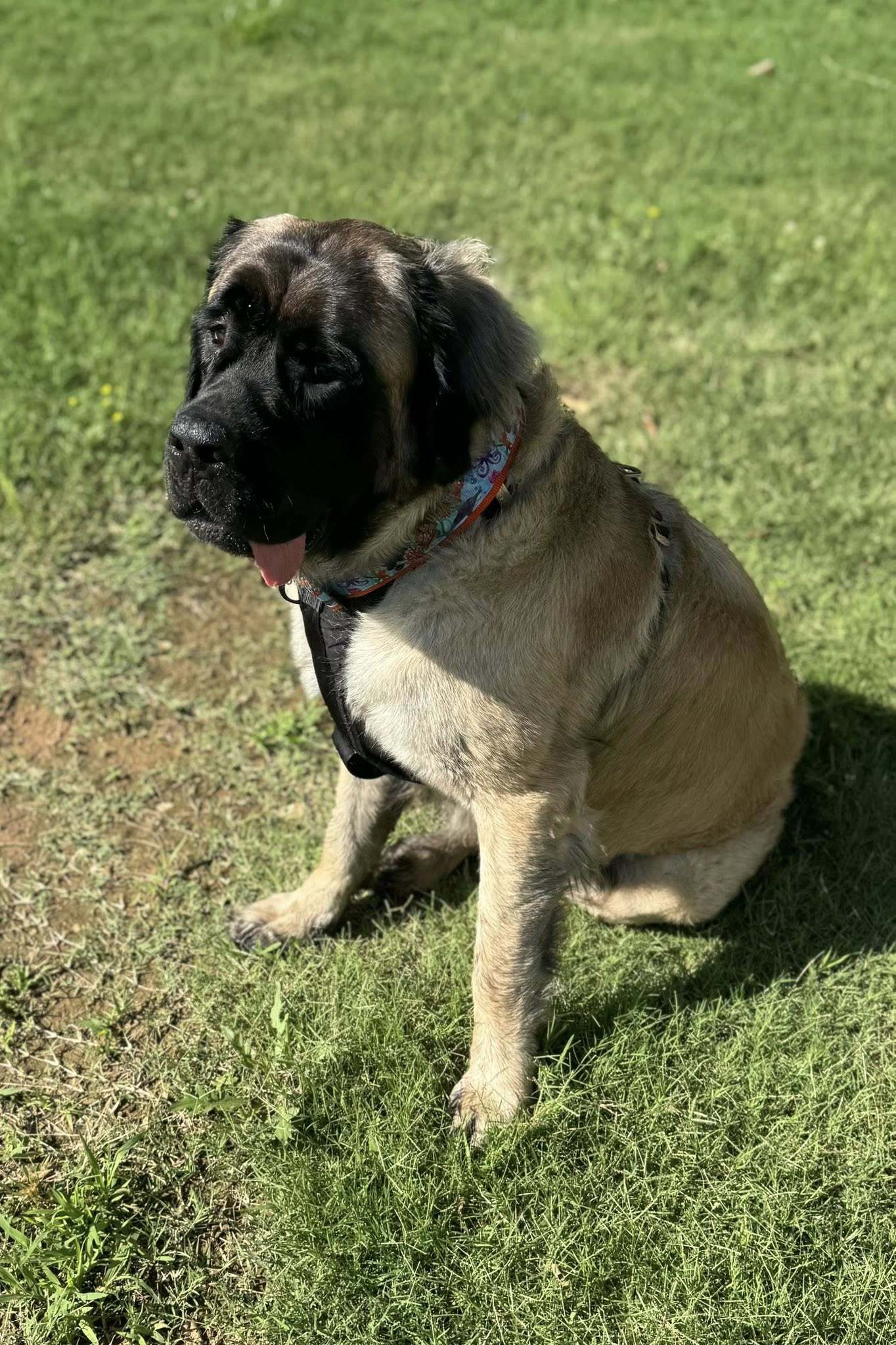 Bobbi
