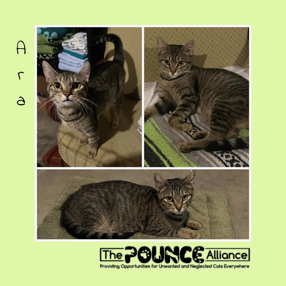 Ara, an adoptable Domestic Short Hair in Liberty Lake, WA, 99019 | Photo Image 1