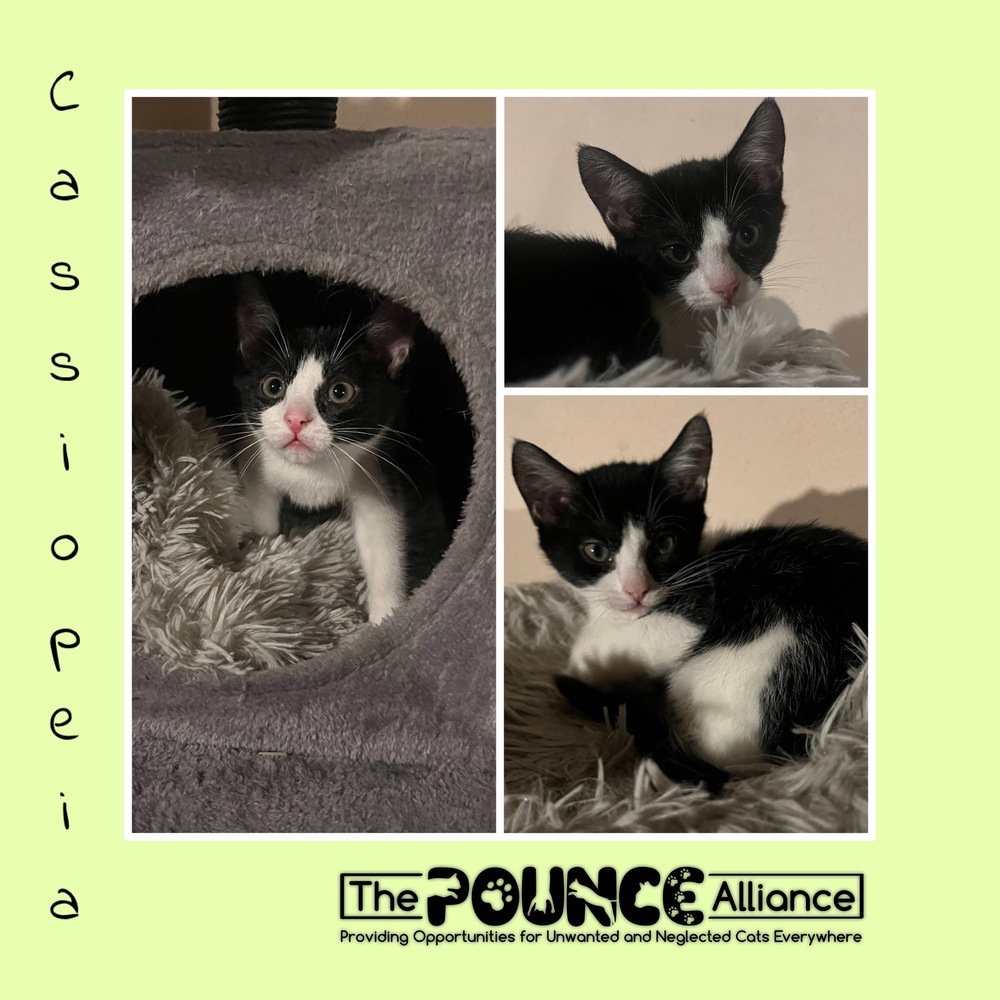 Cassiopeia, an adoptable Domestic Short Hair in Liberty Lake, WA, 99019 | Photo Image 1