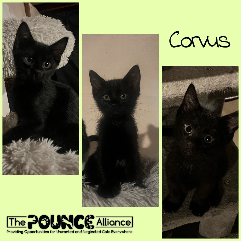 Corvus, an adoptable Domestic Short Hair in Liberty Lake, WA, 99019 | Photo Image 1
