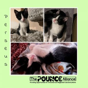 Perseus, Baby Male Domestic Short Hair