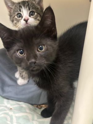 Grover, Baby Male Domestic Short Hair