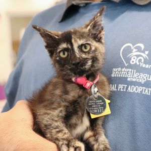 Poppy, Baby Female Domestic Short Hair