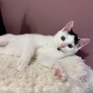 Kevin Richardson, Young Male Domestic Short Hair