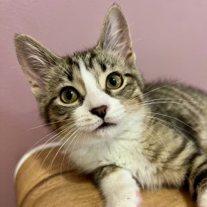 Nick Carter, Young Male Domestic Short Hair