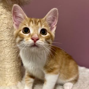 AJ McLean, Young Male Domestic Short Hair