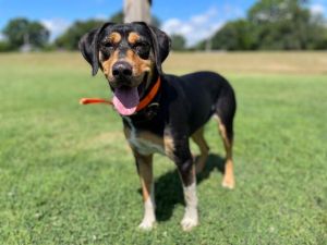 Katie is a beautiful two-year-old black and tan hound She is not good with children and will need g