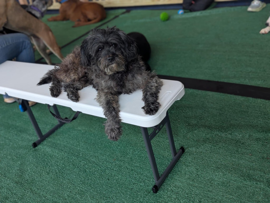 Reeses puppy cup