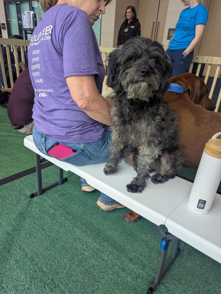 Reeses puppy cup