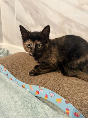 Luna (Bonded to June), Baby Female unknown