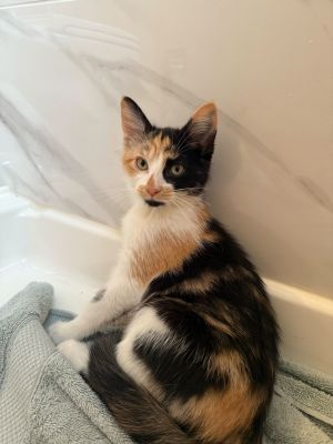 June (Bonded to Luna), Baby Female unknown