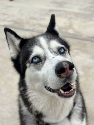 Meet Noble a 6-year-old Husky with striking blue eyes and a heart full of love