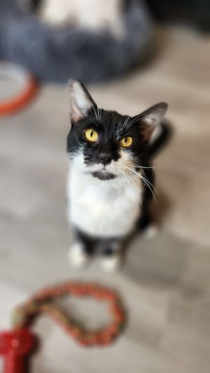 Felix, Adult Male Domestic Short Hair