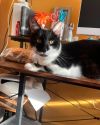Felix photo 1