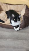 Felix photo 3