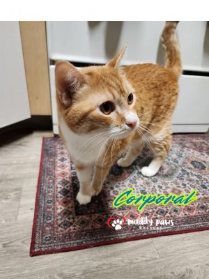 Corporal, Senior Male Tabby