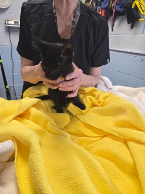 Miko, Baby Male Domestic Short Hair