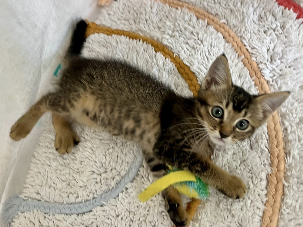 Mojo