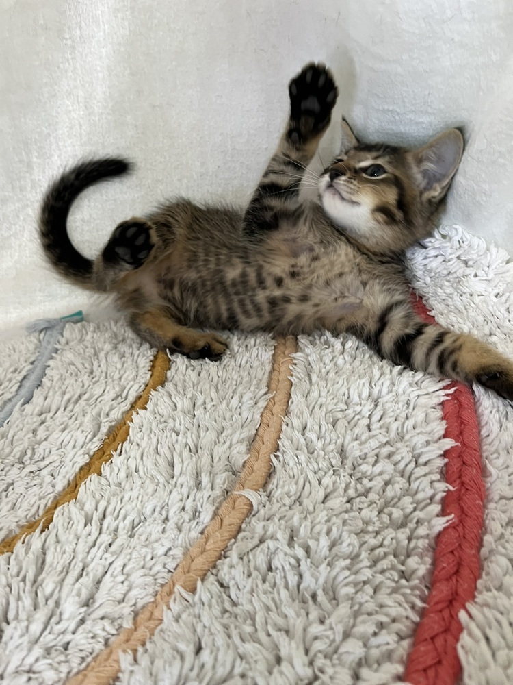 Mojo