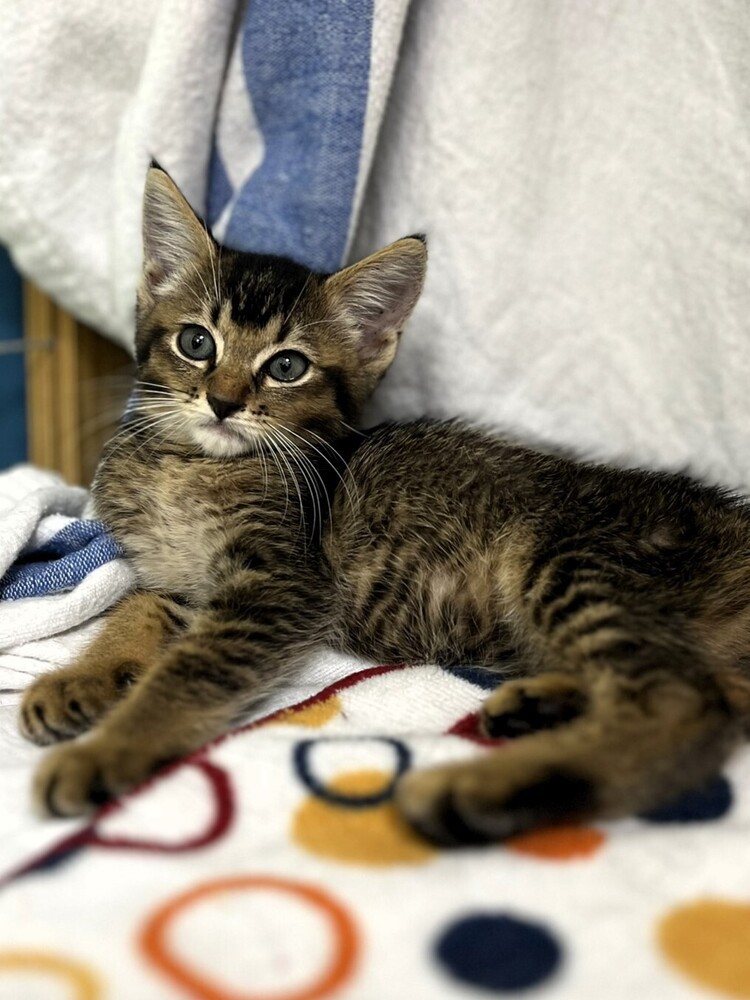 Mojo