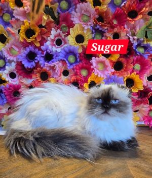 Sugar, Young Female Scottish Fold