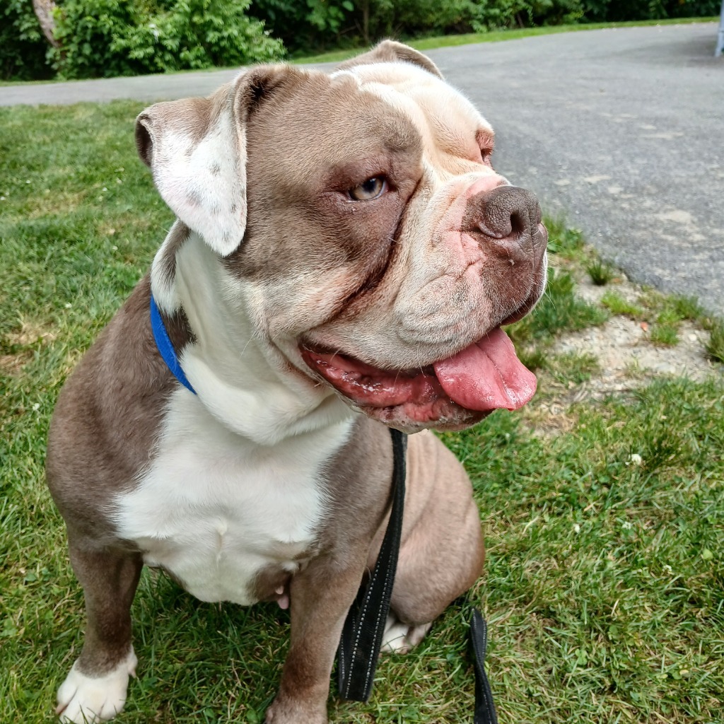 Pippa