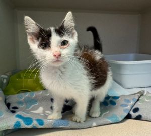 Chicory, Baby Female Domestic Short Hair